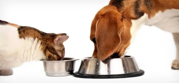 Pet Food