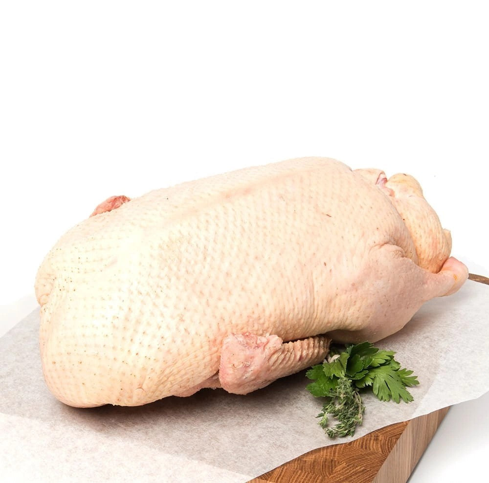 Duck